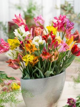 Blumenzwiebel, Bulb and corm, Frühlingsblüher, Springtime, Topf, tulip (Genus), Viridiflora tulips