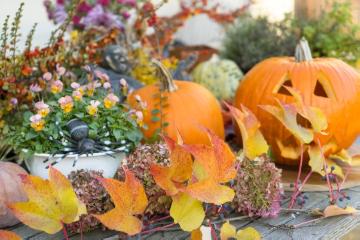 Autumn, Cucurbita maxima, fall impression, Halloween Kürbis, Halloween, impression, Parthenocissus tricuspidata, Viola cornuta