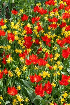 Narcissus cyclamineus, Narcissus Tete-a-Tete, Tulipa (Genus), Tulipa praestans