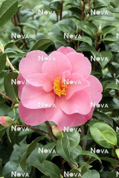 N0108441 Camellia Daintiness