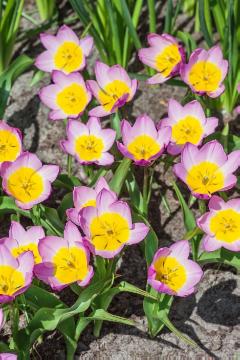 Frühlingsblüher, Tulipa bakeri