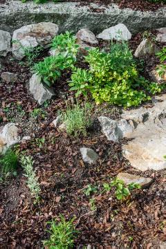 Artemisia dracunculus, Böschungsbepflanzung, Lavandula angustifolia, Perovskia atriplicifolia, Salvia officinalis