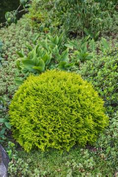 arborvitae (Genus), Conifer, Thuja occidentalis, topiary pruning, Van Vliet New Plants BV