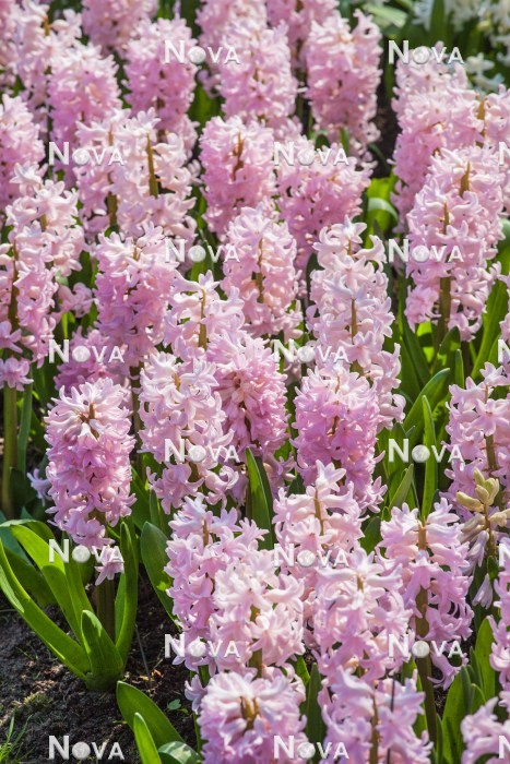N1919955 Hyacinthus China Pink