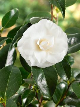 camellia (Genus)
