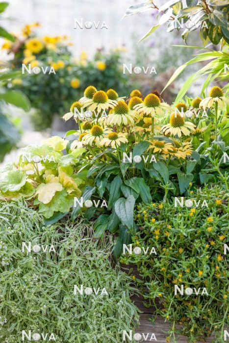 N0922378 Herbstliche Bepflanzung mit Echinacea Conetto ™ Banana