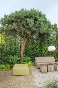 Garden Furniture, Pinus strobus, terrace