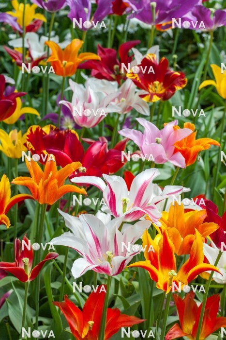 N1921316 Tulpen Lily Flowered mix