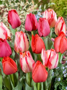 Maveridge, Tulipa Darwin Hybrid, Tulipa Triumph