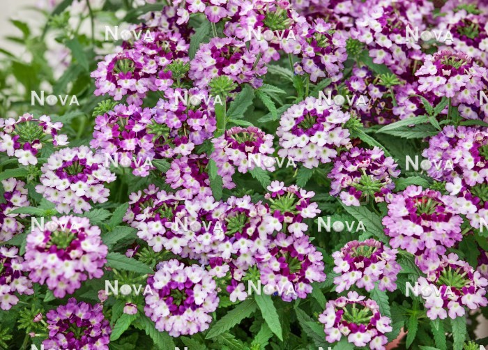N1521870 Verbena Obsession ®  Cascade Twister™ Violet
