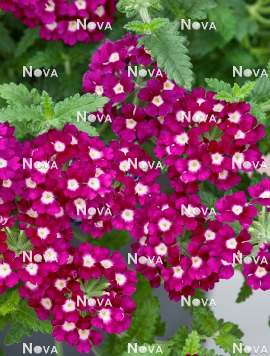 N1521865 Verbena Obsession ® Cascade Purple Shades with Eye
