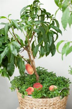 Dwarf fruit tree, Dwarf fruit, Peach