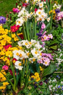 anemone (Genus), daffodil (Genus), Primula vulgaris