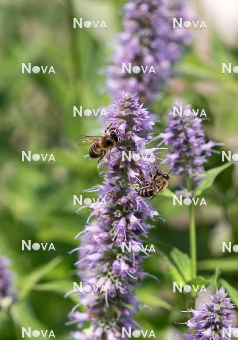 N2101886 Bees on Agastache