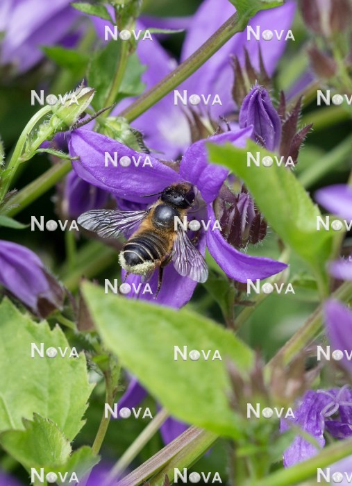N2101895 Bee on Campanula blossom