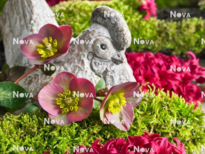 N2301599 Osterdekoration mit Helleborus und Hyacinthus