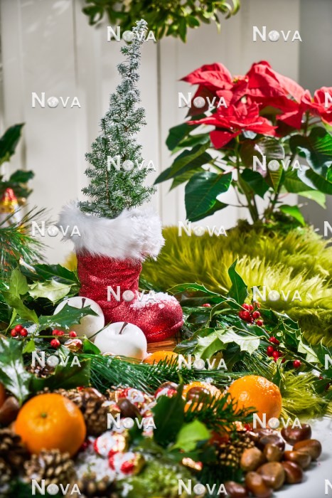 N2300961 Nikolaus Dekoration mit Nüssen und Früchten