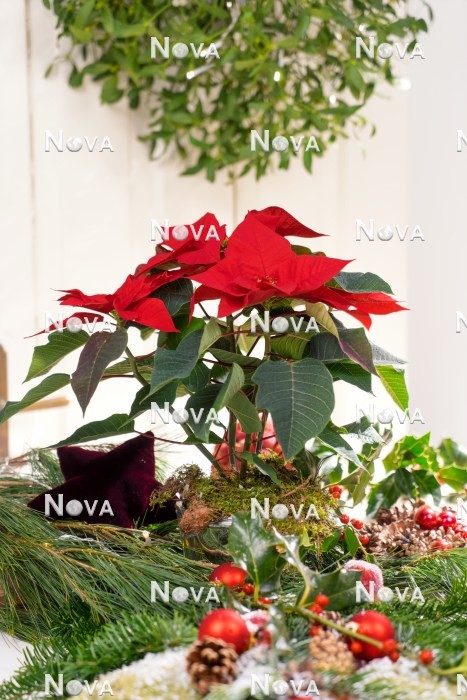 N2300888 Weihnachtliche Dekoration mit Euphorbia pulcherrima