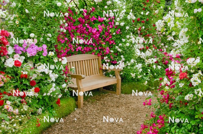 N0804805 Rose garden with wooden bench