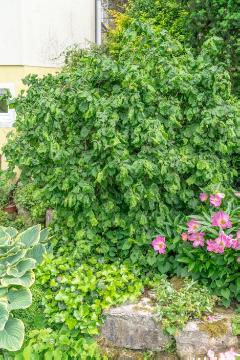 Common Ivy, Corylus avellana, Paeonia lactiflora
