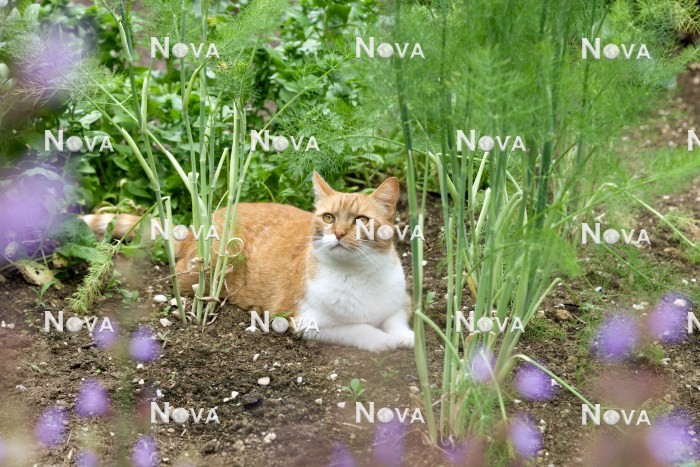 N2101942 Cat in the vegetable garden