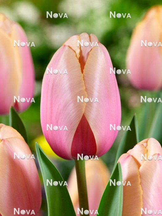 N1923441 Tulipa Darwin Hybride Sour Impression