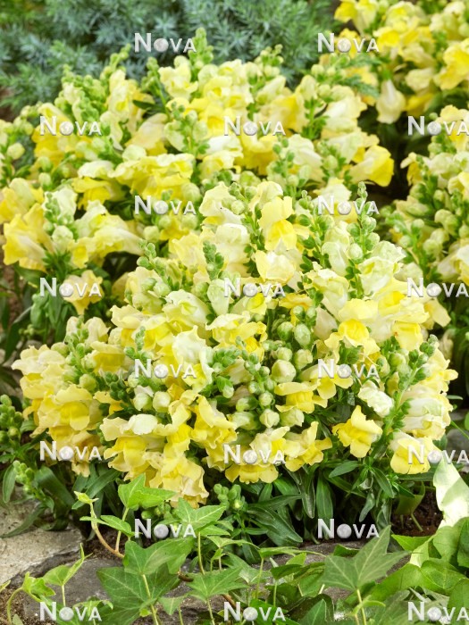N1523623 Antirrhinum Kimosy Sulphur Yellow