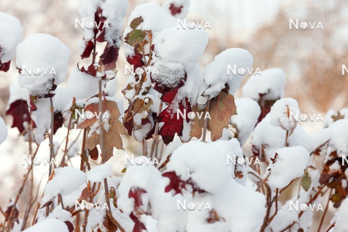 N0116038 Hydrangea quercifolia im Winter