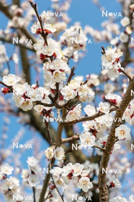 N0703240 Prunus armeniaca Blüte im Frühling