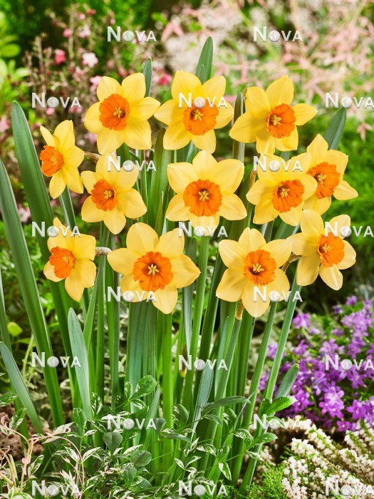 N1924389 Narcissus Ambergate