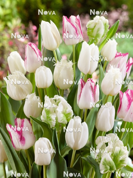 N1924362 Tulipa mix in white color tones