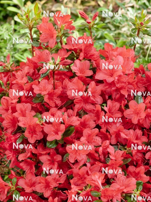 N0204512 Rhododendron Stewartoniana