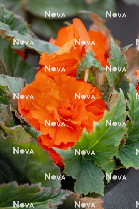 N1924953 Begonia AmeriHybrid ® Ruffled Mandarin Orange