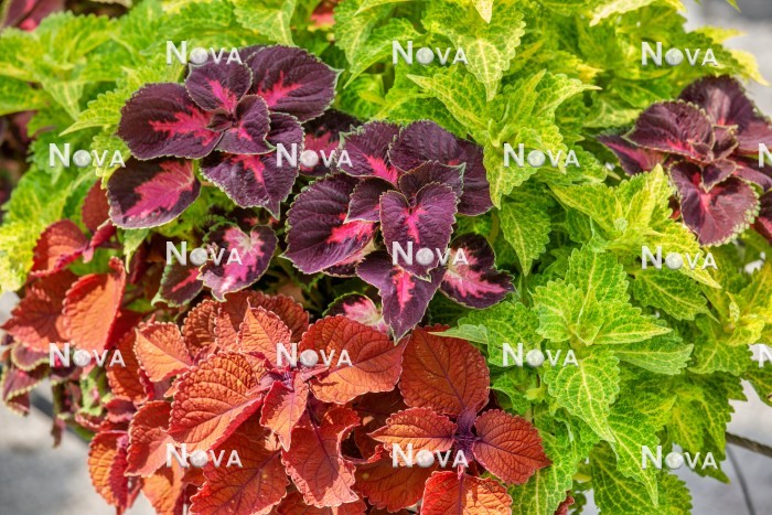 N1524043 Plectranthus mix with Duffy Square
