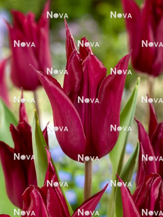 N1924655 Tulipa Liliy Flowered Purple Heart