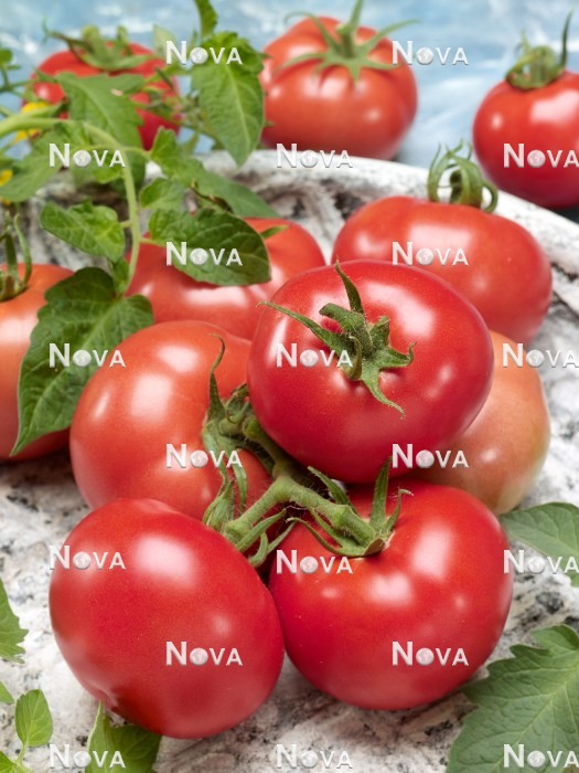 N1712178 Solanum Laskoviy Misha F1