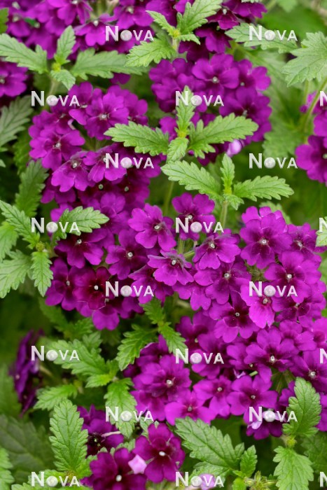 N1524731 Verbena Lanai ® Up Purple Velvet
