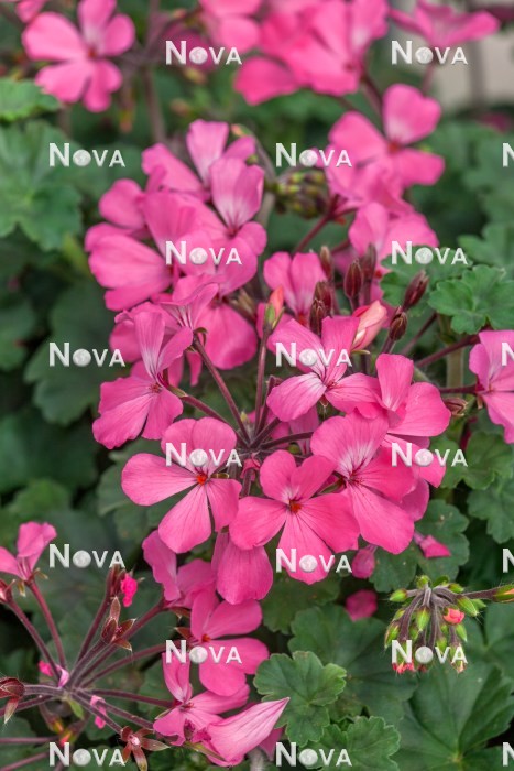 N1524672 Pelargonium Calliope ® Landscape Pink