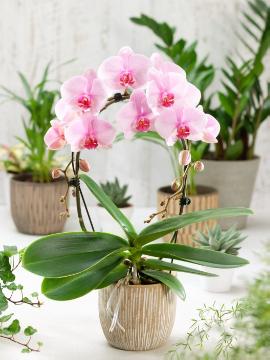 moth orchid (Genus)