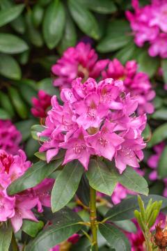 Rhododendron catawbiense