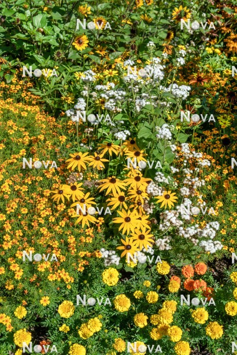N1525183 Sommerblumen Bepflanzung in gelben Farbtönen