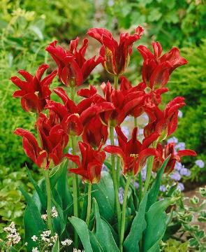 Tulipa viridiflora