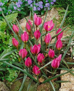 tulip (Genus)