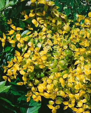 Abelia x grandiflora, Blattschmuckpflanze