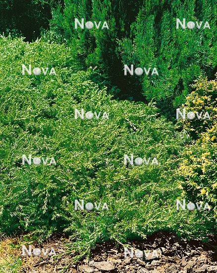 N0500815 Juniperus taxifolia var. lutchuensis