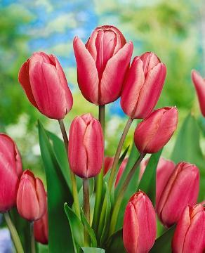 tulip (Genus)