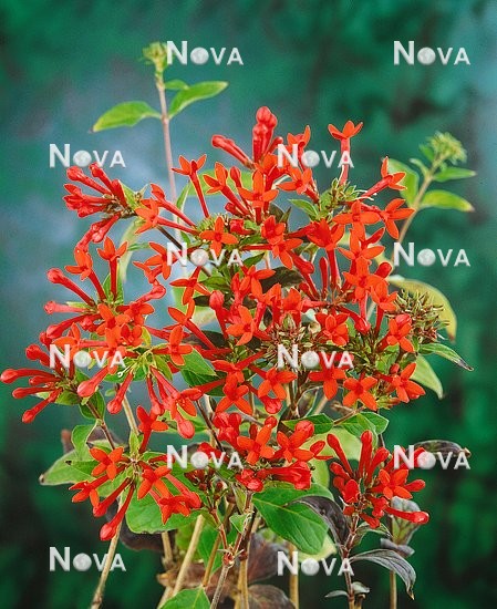 N0104962 Bouvardia ternifolia Pres. Cleveland