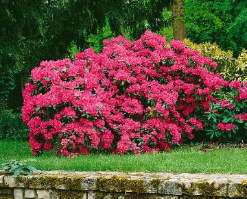 Rhododendron catawbiense