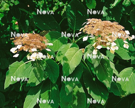 N0106594 Hydrangea aspera subsp. sargentiana