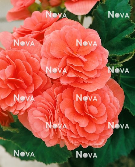 N1903292 Begonia Non-Stop Rose Pink